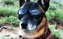 Εκκεντρικά γυαλιά ηλίου για… σκύλους! [φωτο] - Φωτογραφία 7