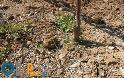 Βροντού – Άγ. Σπυρίδωνας: Κατέστρεψαν τις βάνες δημοτικής ύδρευσης αγρών [ΦΩΤΟ] - Φωτογραφία 8