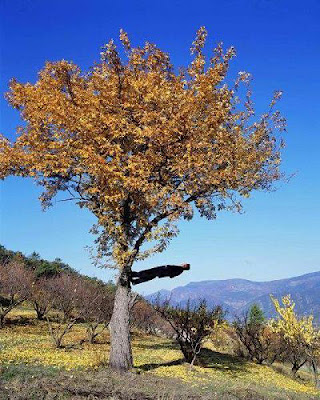 Βλέποντας τον κόσμο… πάνω κάτω! - Φωτογραφία 8