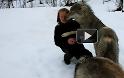 Αγέλη λύκων συναντούν μετά από μήνες την εκπαιδεύτρια τους (Video)