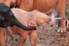 ΦΩΤΟ: Παρέλαση… ροζ ελεφάντων