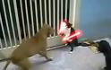 Η γάτα Jedi που τα βάζει με δυο σκύλους!