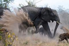 Μάχη Ελεφαντίνας να σώσει το μικρό της από ύαινες (photos)