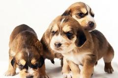 Ελπίδες σωτηρίας για το σπανιότερο είδος σκύλου