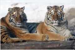 Διασώθηκε η ρωσική τίγρης Amur!