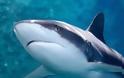 Αυστραλία: Νεκρός δύτης από επίθεση καρχαρία