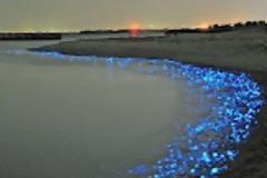 Τι φωσφορίζει στην ακτή;