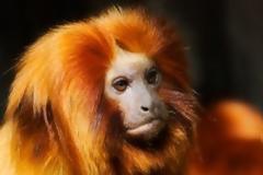 Ο «χρυσός» πίθηκος που μοιάζει με λιοντάρι [φωτο]