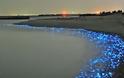 Καλαμάρια που φωσφορίζουν στις ακτές της Ιαπωνίας - Φωτογραφία 1