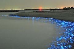 Καλαμάρια που φωσφορίζουν στις ακτές της Ιαπωνίας