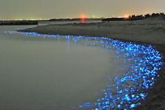 Λαμπερές μέδουσες στην Ιαπωνία ! Μαγικές εικόνες !