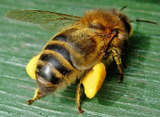 Το 2006 αφανίζονται στην Αμερική 2.300.000 μέλισσες. - Φωτογραφία 1