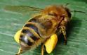 Το 2006 αφανίζονται στην Αμερική 2.300.000 μέλισσες.