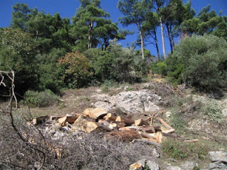 Λαθροϋλοτόμοι με λεία 60 τόνους ξύλα - Φωτογραφία 1