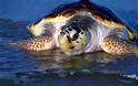 Ρυθμοί…. χελώνας στην προστασία της καρέτα-καρέτα