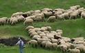 Με 30 εκατ. ευρώ ενισχύονται κτηνοτρόφοι