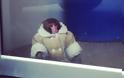 Ο καλοντυμένος πίθηκος που σουλατσάρει μόνος του στο ΙΚΕΑ - Φωτογραφία 1