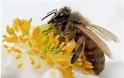 Ξεκλειδώθηκαν τα γενετικά μυστικά των μελισσών,