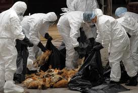 Φόβοι για επιδημία γρίπης των πτηνών μετά το θάνατο χιλιάδων πουλερικών στην Ιάβα - Φωτογραφία 1
