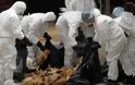 Φόβοι για επιδημία γρίπης των πτηνών μετά το θάνατο χιλιάδων πουλερικών στην Ιάβα