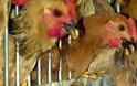 Φόβοι για επιδημία γρίπης των πτηνών στην Ινδονησία
