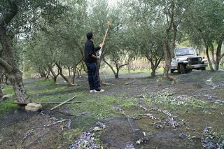 Δυτική Ελλάδα: Εκατοντάδες ξένοι εργάτες μαζεύουν ελιές και πορτοκάλια - Ουρές κάνουν οι Αλβανοί στα σύνορα! - Φωτογραφία 1