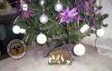 Οι αναγνώστες στέλνουν το Χριστουγεννιάτικο δέντρο του σπιτιού τους... - Φωτογραφία 1
