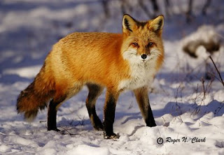 Κινητικότητα για τη λύσσα μετά τα δύο κρούσματα σε κόκκινες αλεπούδες στην Κάτω Ποταμιά Κιλκίς - Φωτογραφία 1