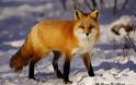 Κινητικότητα για τη λύσσα μετά τα δύο κρούσματα σε κόκκινες αλεπούδες στην Κάτω Ποταμιά Κιλκίς