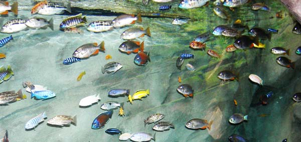 Λίμνη Μαλάουι: Το «ενυδρείο του Θεού»! - Φωτογραφία 8