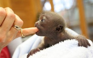 Νεογέννητο μαϊμουδάκι βρήκε καινούρια μαμά - Φωτογραφία 1