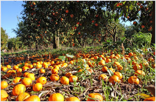 Αγρίνιο: Του πήραν πορτοκάλια, λεμόνια και λωτούς! - Φωτογραφία 1