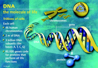 Ανθρώπινο DNA και Τηλεπάθεια! - Φωτογραφία 1