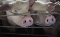 Αιτωλ/νία: Πέντε συλλήψεις για…δύο γουρούνια