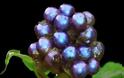 Ανακαλύφθηκε φρούτο με το εντονότερο μπλε χρώμα