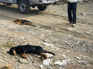 Εξολοθρεύουν τα κυνηγόσκυλα στον Ηλειακό κάμπο - Φωτογραφία 1