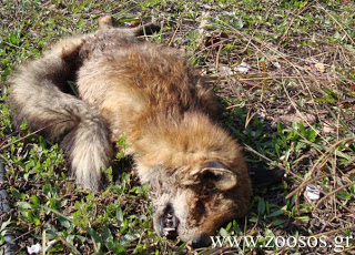 Αυξάνονται τα κρούσματα λύσσας σε αλεπούδες στη Βόρεια Ελλάδα - Φωτογραφία 1