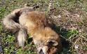 Αυξάνονται τα κρούσματα λύσσας σε αλεπούδες στη Βόρεια Ελλάδα