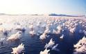 Εντυπωσιακά «παγωμένα λουλούδια» στον Αρκτικό ωκεανό!