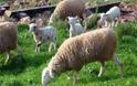 Πανέξυπνα τα πρόβατα