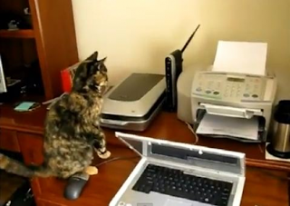 Γάτες εναντίον... εκτυπωτή! [video] - Φωτογραφία 1