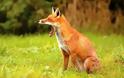 Νέα κρούσματα λύσσας σε αλεπούδες στο Κιλκίς