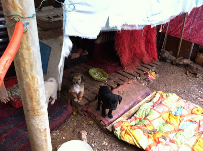 Ναύπακτος: Θα απελευθερώσουν 150 σκυλιά αδιαφορώντας για την τύχη τους - Φωτογραφία 3