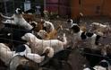 Ναύπακτος: Θα απελευθερώσουν 150 σκυλιά αδιαφορώντας για την τύχη τους