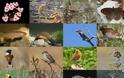 Φωτοσύνθεση: Αιτία μαζικής εξαφάνισης ειδών στον πλανήτη - Φωτογραφία 1