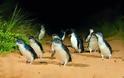 44.000 πουλόβερ για τους πιγκουίνους