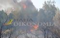 Ηλεία: Οργισμένη ανακοίνωση απο συγγενείς των θυμάτων των φονικών πυρκαγιών του 2007