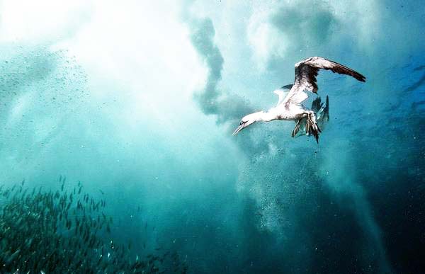 Θαλασσοπούλια σε απίθανες καταδύσεις! - Φωτογραφία 4