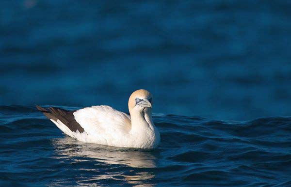 Θαλασσοπούλια σε απίθανες καταδύσεις! - Φωτογραφία 8
