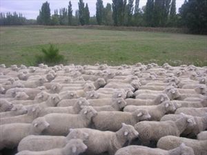 Έκλεψαν 170 πρόβατα από το Ροδάκινο Ρεθύμνου - Φωτογραφία 1
